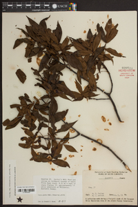 Carya glabra var. glabra image