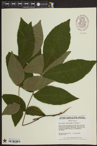 Carya pallida image