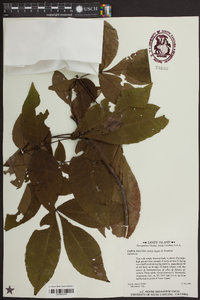 Carya pallida image