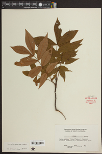 Carya pallida image