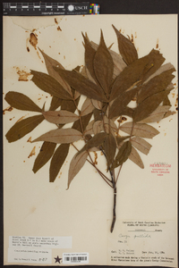 Carya pallida image