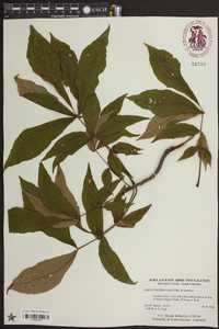 Carya pallida image