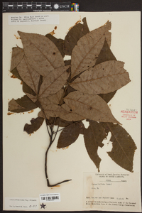 Carya pallida image