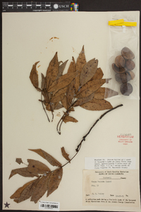 Carya pallida image