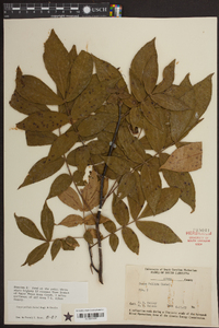 Carya pallida image