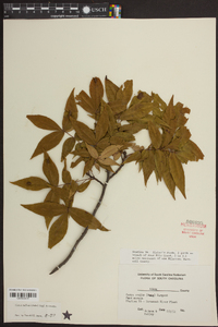 Carya pallida image