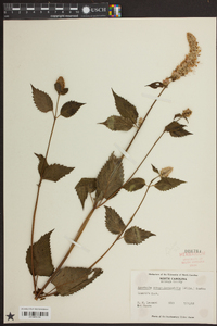 Agastache scrophulariifolia image