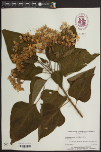 Clerodendrum fragrans image