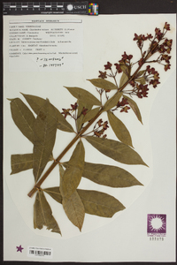 Clerodendrum indicum image