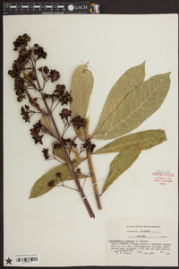 Clerodendrum indicum image