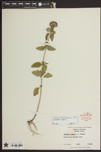 Clinopodium vulgare image