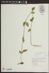 Clinopodium vulgare image