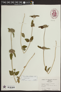 Clinopodium vulgare image