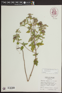 Clinopodium vulgare image