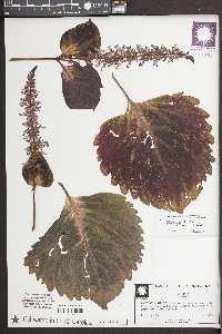 Solenostemon scutellarioides image