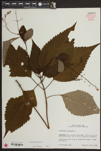 Collinsonia canadensis image