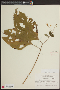 Collinsonia canadensis image