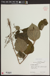 Collinsonia canadensis image