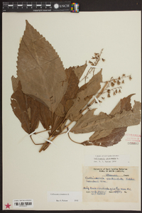 Collinsonia canadensis image