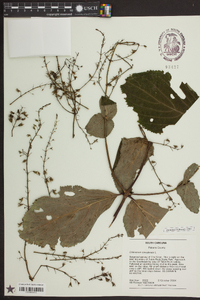 Collinsonia canadensis image