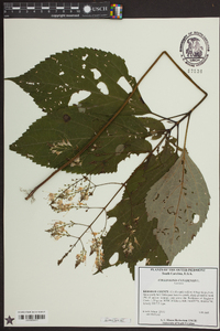 Collinsonia canadensis image