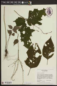 Collinsonia canadensis image