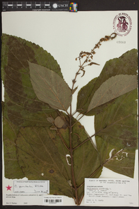 Collinsonia canadensis image