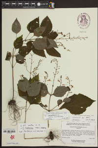 Collinsonia canadensis image