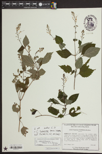 Collinsonia tuberosa image