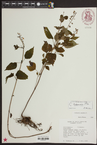 Collinsonia canadensis image