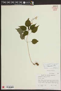 Collinsonia canadensis image