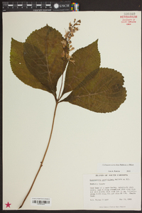 Collinsonia verticillata image