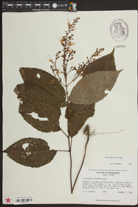 Collinsonia anisata image