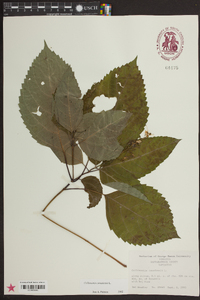 Collinsonia canadensis image