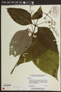 Collinsonia canadensis image