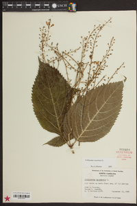 Collinsonia canadensis image