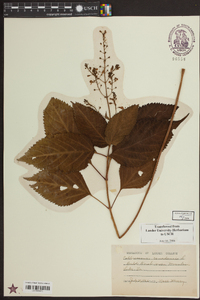 Collinsonia canadensis image