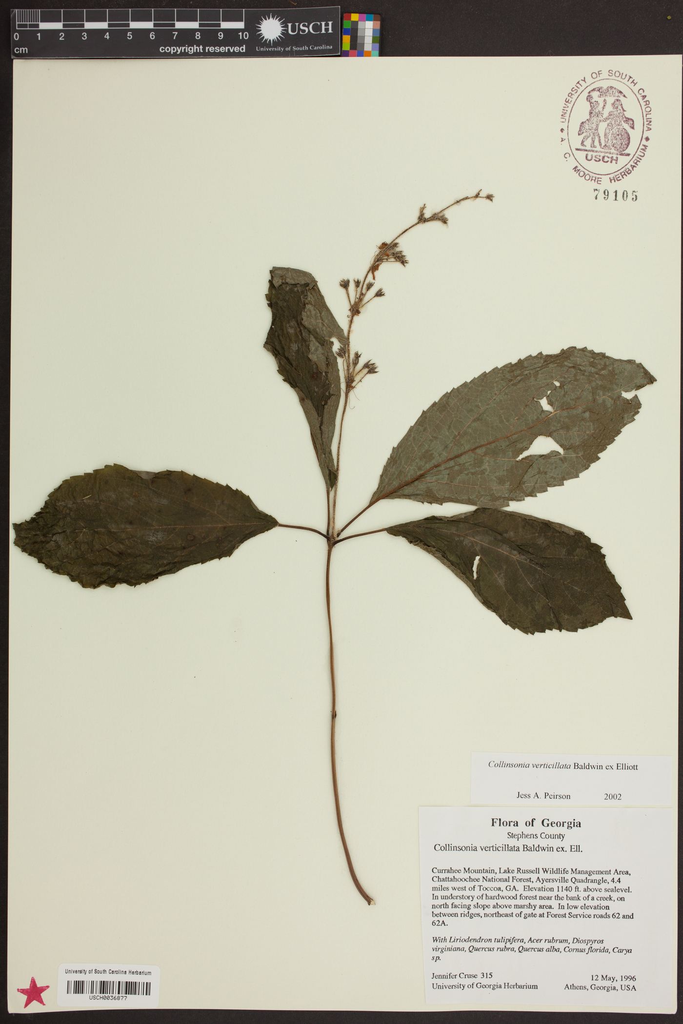 Collinsonia verticillata image