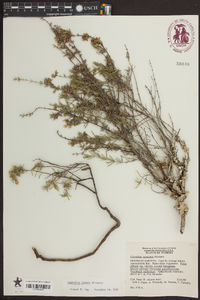 Conradina canescens image