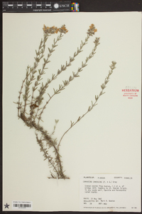Conradina canescens image