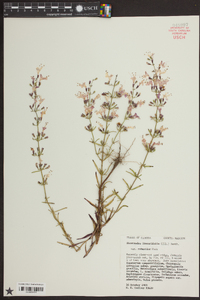 Dicerandra linearifolia var. robustior image
