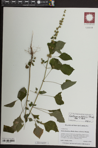 Cantinoa mutabilis image