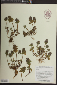 Lamium purpureum image