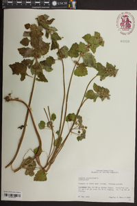 Lamium purpureum image