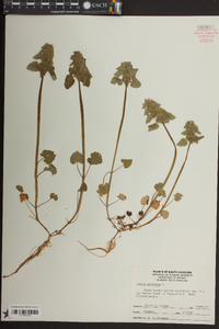 Lamium purpureum image