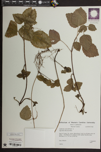 Lamium maculatum image