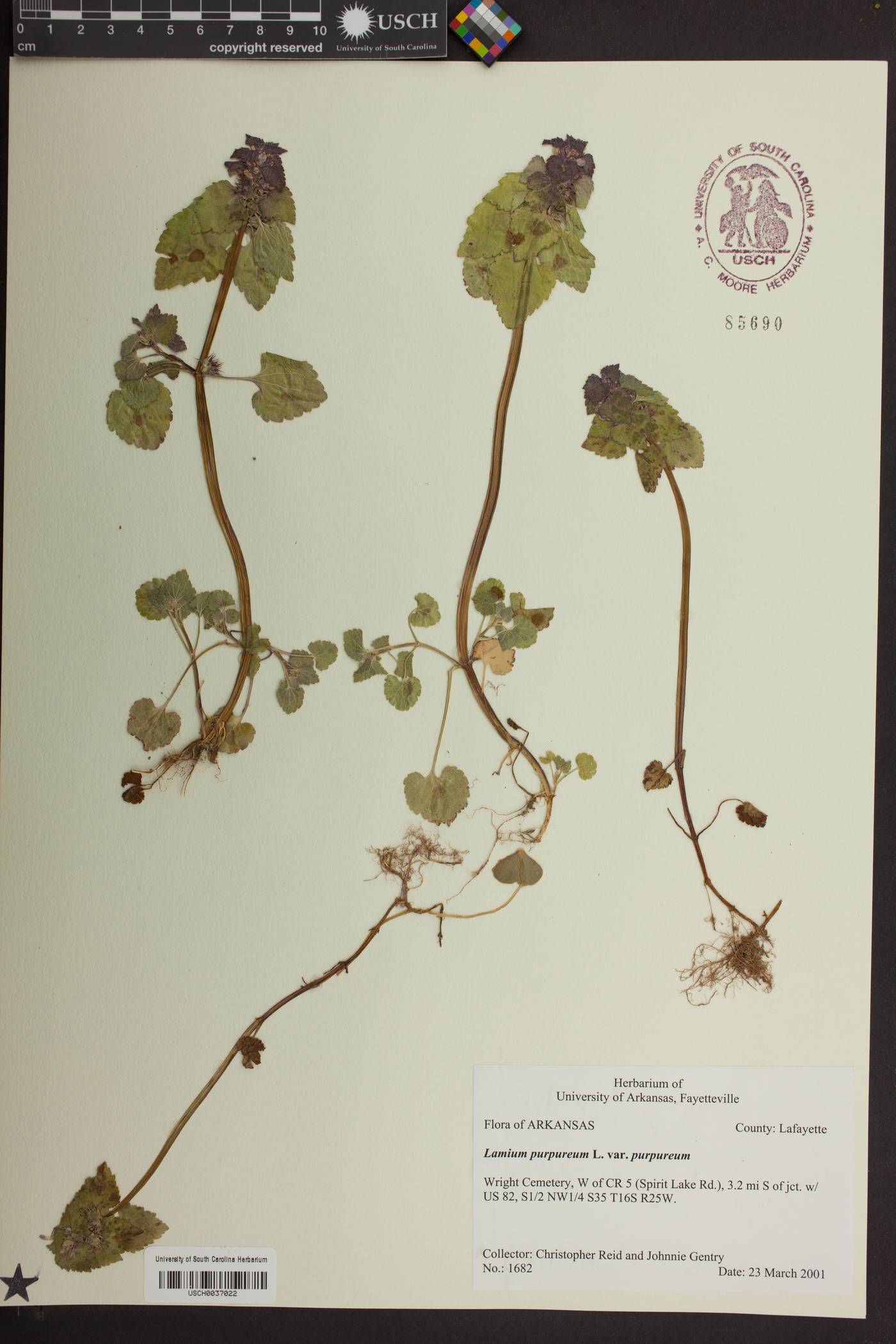 Lamium purpureum var. purpureum image