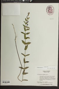 Scutellaria galericulata image