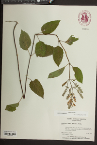 Scutellaria incana image