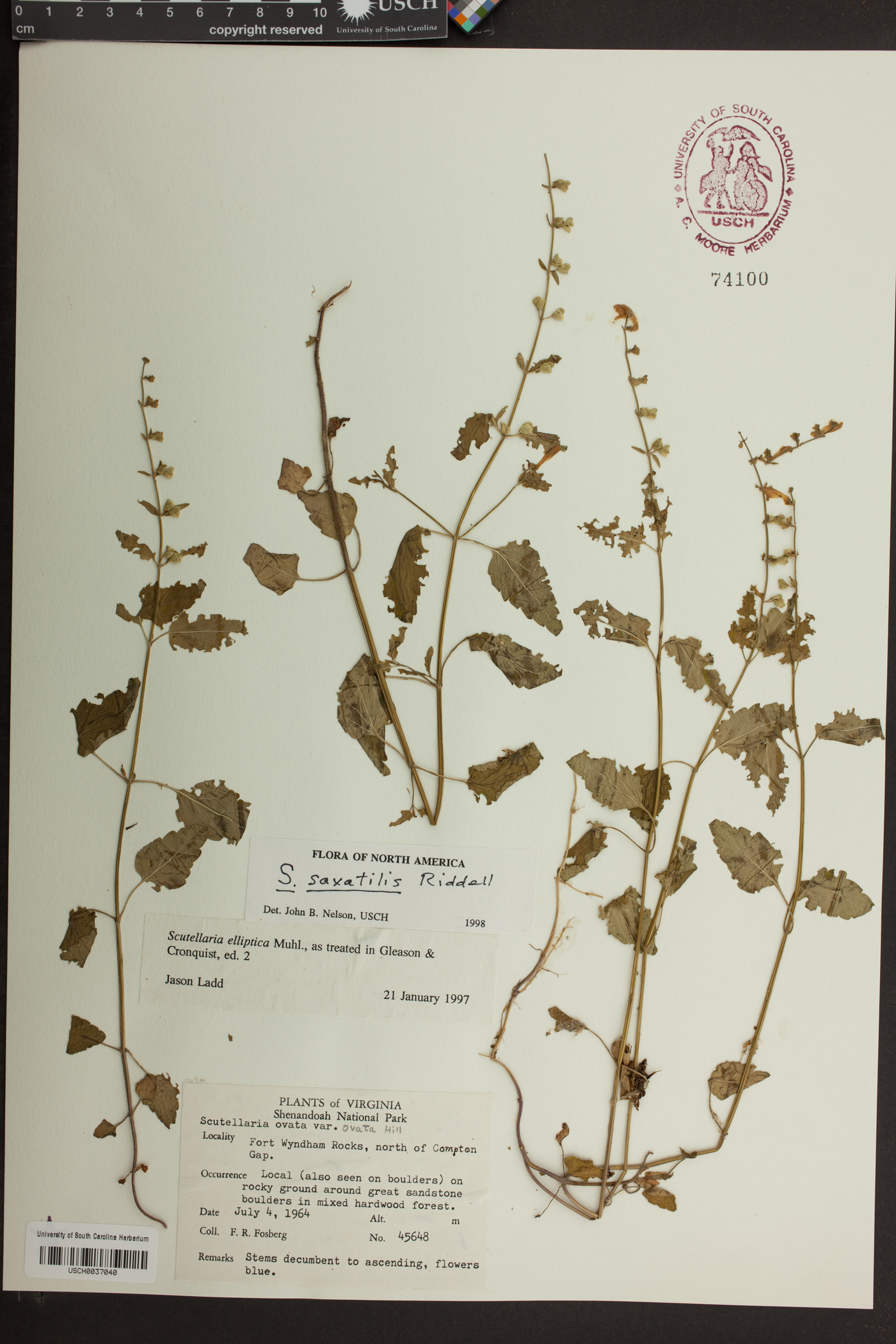 Scutellaria saxatilis image